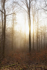 Germany, Rhineland-Palatinate, Palatinate Forest at foggy winter sunrise - GWF06682