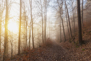 Deutschland, Rheinland-Pfalz, Pfälzerwald bei nebligem Wintersonnenaufgang - GWF06683