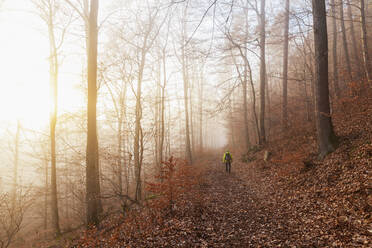 Germany, Rhineland-Palatinate, Lone hiker walking in Palatinate Forest at foggy winter sunrise - GWF06684