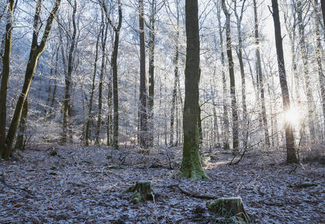 Deutschland, Rheinland Pfalz, Pfälzerwald im Winter - GWF06687