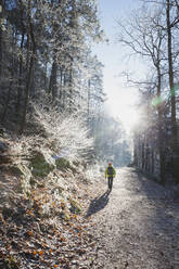 Germany, Rhineland-Palatinate, Sun illuminating lone hiker walking along trail in frost-covered Palatinate Forest - GWF06688
