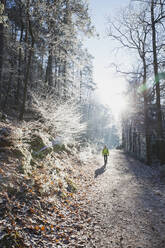 Germany, Rhineland-Palatinate, Sun illuminating lone hiker walking along trail in frost-covered Palatinate Forest - GWF06689