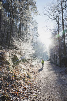 Deutschland, Rheinland-Pfalz, Sonne beleuchtet einsamen Wanderer im frostigen Pfälzerwald - GWF06689