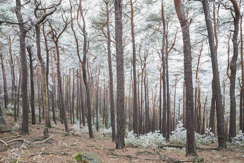 Deutschland, Rheinland-Pfalz, Vereiste Kiefern und Birken im Pfälzerwald - GWF06691