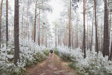 Germany, Rhineland-Palatinate, Lone hiker walking in frosted Palatinate Forest - GWF06693