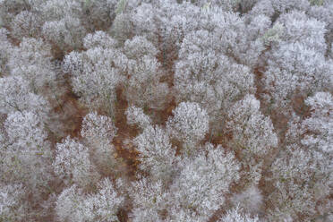 Drone view of Steigerwald forest in winter - RUEF03021