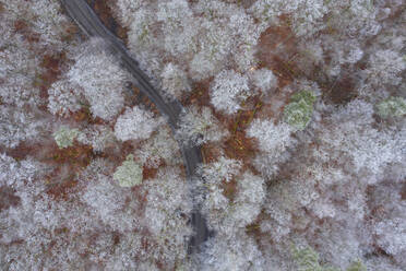 Germany, Bavaria, Drone view of asphalt road cutting through Steigerwald forest in winter - RUEF03025