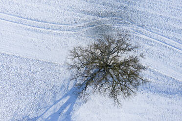 Drone view of bare oak tree in winter - RUEF03028