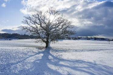 Sun shining over bare oak tree in winter - RUEF03029