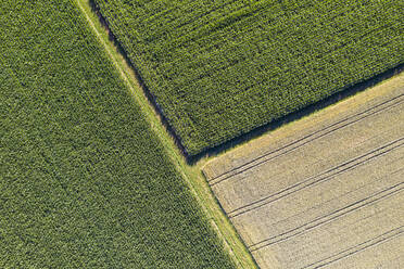 Germany, Baden-Wurttemberg, Aerial view of corn and wheat fields in summer - WDF06139