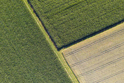 Deutschland, Baden-Württemberg, Luftaufnahme von Mais- und Weizenfeldern im Sommer - WDF06139