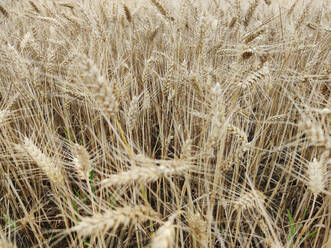 Weizen auf einem Feld - CHPF00676