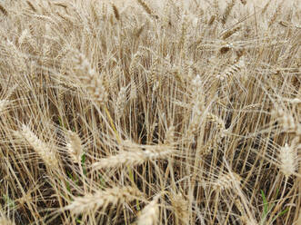 Wheat growing in field - CHPF00676