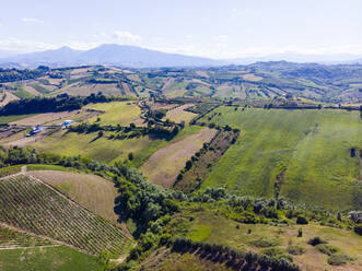 Italien, Marken, Luftaufnahme einer grünen Landschaft im Sommer - GIOF08597