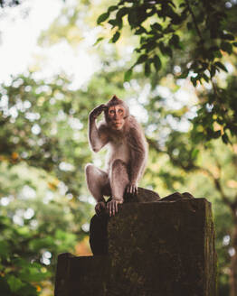 Kleiner haariger Makake sitzt auf einem Steinzaun im üppig grünen Tropenwald von Bali - ADSF09113