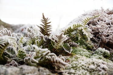 Grüne Blätter von Farn und Moos mit weißem Frost auf unscharfen Hintergrund im Wald bedeckt - ADSF09185