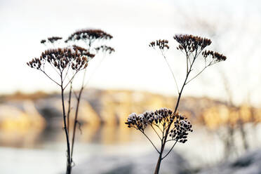 Gefrorene Blumen auf einem Hügel im Winter - ADSF09186