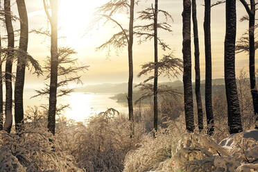 Dunkle hohe Bäume und Sträucher mit kristallklarem Schnee bedeckt neben dem See um Hügel an einem sonnigen Wintertag - ADSF09187