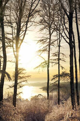 Dunkle hohe Bäume und Sträucher mit kristallklarem Schnee bedeckt neben dem See um Hügel an einem sonnigen Wintertag - ADSF09188