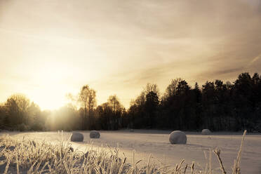 Glatte gefrorene Feld mit Schnee bedeckt Heu rollt in Sonnenstrahlen über entfernten dunklen Wald im Winter Saison - ADSF09190