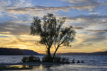 Silhouette eines Baumes am Ufer des Bodensees bei Sonnenuntergang - ELF02174