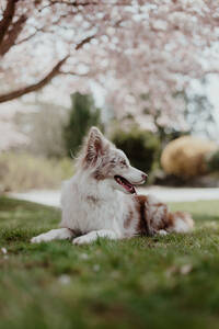 Roter Merel Border Collie Welpe - CAVF87991