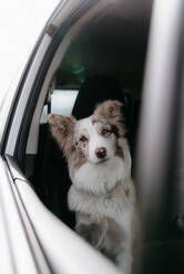 Roter Merel Border Collie schaut durch das Autofenster - CAVF87992