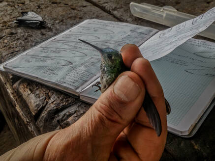 Behutsame Hände halten einen Kolibri. - CAVF88009