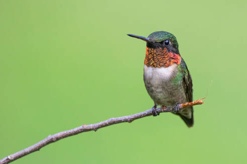 Ein männlicher Rubinkehl-Kolibri auf dem Boden - CAVF88022