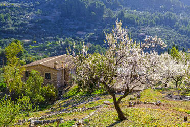 Spanien, Mallorca, Fornalutx, Blühende Mandelbäume in einem Obstgarten im Frühling - SIEF09958