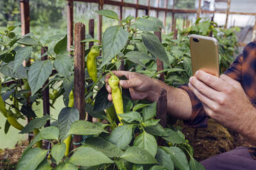 Mann fotografiert frische Chilischoten mit seinem Smartphone auf einem Biohof - KNTF05118