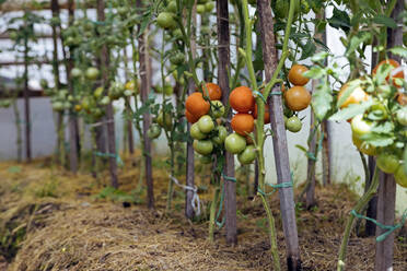 Tomato plants growing in a row - KNTF05130