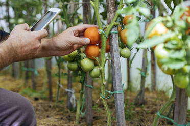 Farmer taking smartphone picture of tomatos on a plant - KNTF05131