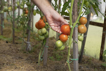 Farmer checking tomatos on a plant - KNTF05133