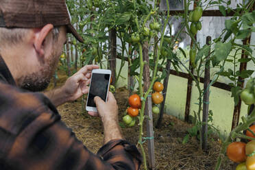 Farmer taking smartphone picture of tomatos on a plant - KNTF05134