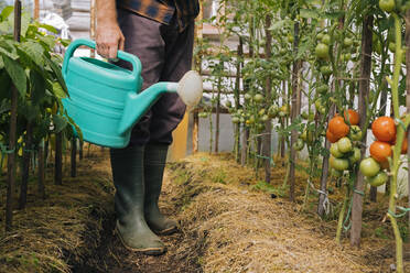 Landwirt hält Gießkanne an Tomatenpflanzen - KNTF05135