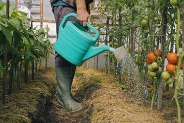 Landwirt bewässert Tomatenpflanzen - KNTF05136