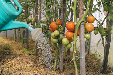 Die Tomatenpflanzen werden gegossen - KNTF05137