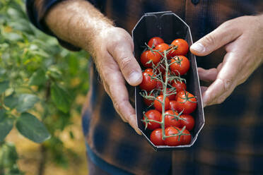 Landwirt hält Kiste mit geernteten Tomaten - KNTF05139