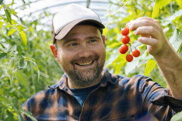 Porträt eines glücklichen Landwirts mit geernteten Tomaten - KNTF05141