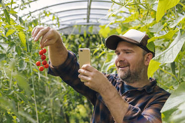 Smiling farmer holding harvested tomatos and mobile phone - KNTF05142