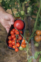 Landwirt bei der Tomatenernte - KNTF05143