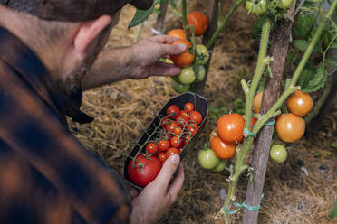 Landwirt bei der Tomatenernte - KNTF05144