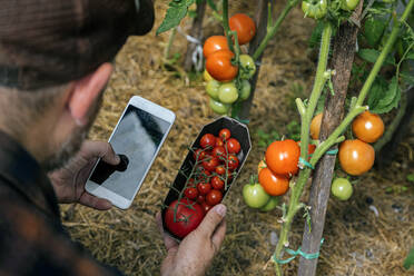 Farmer harvesting tomatos and using smartphone - KNTF05145
