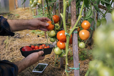 Landwirt mit Mobiltelefon bei der Tomatenernte - KNTF05146