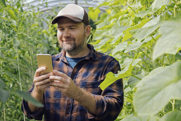 Porträt eines Landwirts, der in einem Gewächshaus ein Mobiltelefon benutzt - KNTF05155