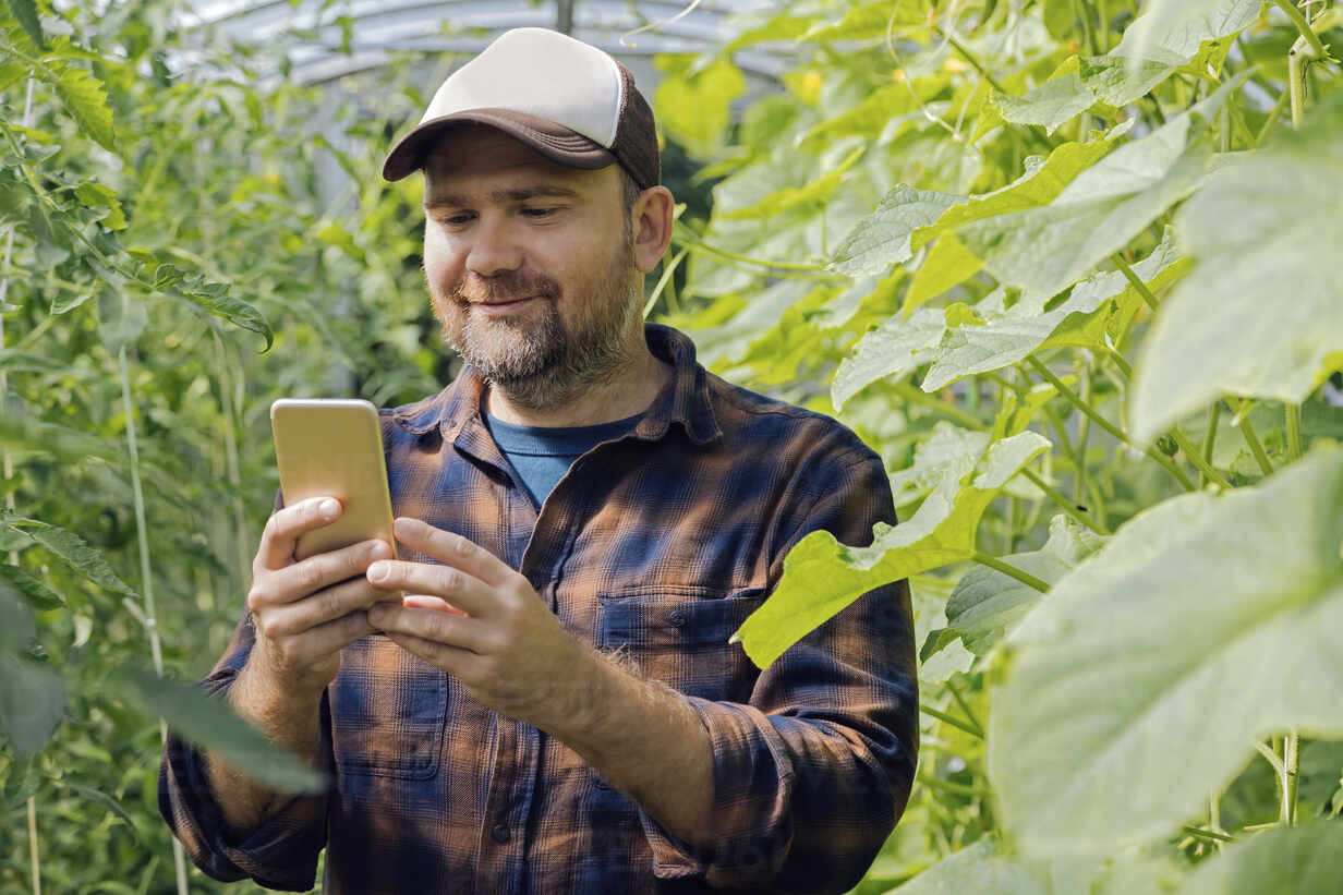 Portrait of a farmer using mobile phone in a greenhouse stock photo