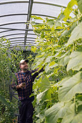 Lächelnder Landwirt mit Mobiltelefon in einem Gewächshaus, der Pflanzen untersucht - KNTF05160