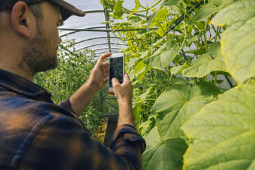 Farmer taking smartphone picture of plants in a greenhouse - KNTF05162