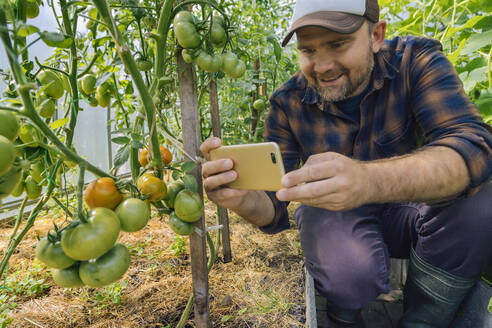 Farmer taking smartphone picture of tomatos on a plant - KNTF05165